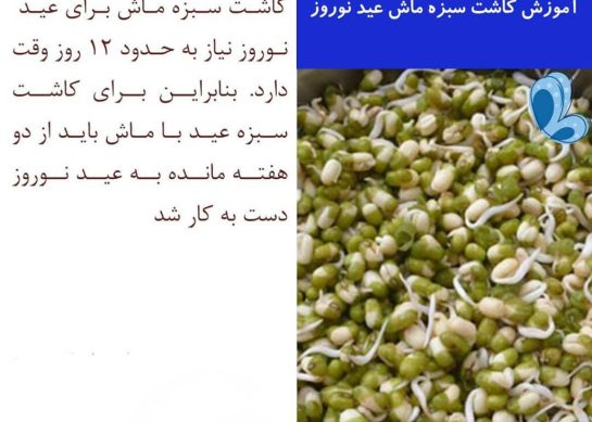 طرز تهیه سبزه ماش برای سفره هفت سین در تنگ و گلدان_رستوران یاب