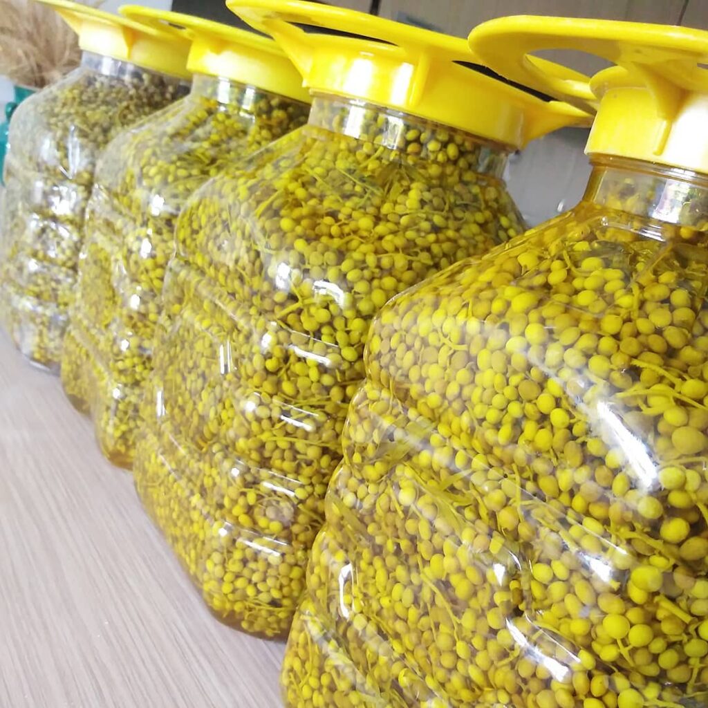 طرز تهیه ترشی بنه سبز کوهی با سرکه فوری و راحت_رستوران یاب