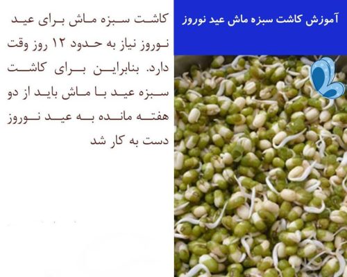 طرز تهیه سبزه ماش
